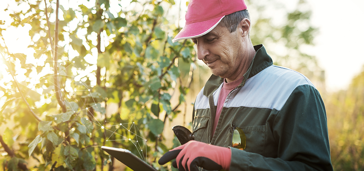 Duy trì độ che phủ của vườn cây ăn quả với Hệ thống quản lý trang trại AGRIVI