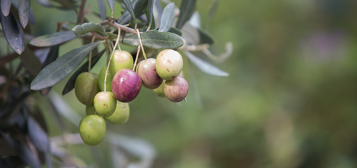 Quản lý Ruồi đục quả Olive bằng các biện pháp bảo vệ