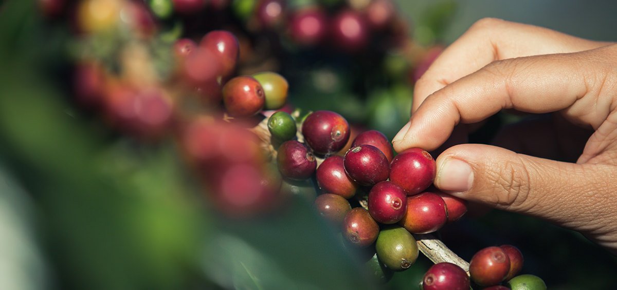 Canh tác cà phê bền vững trên toàn thế giới
