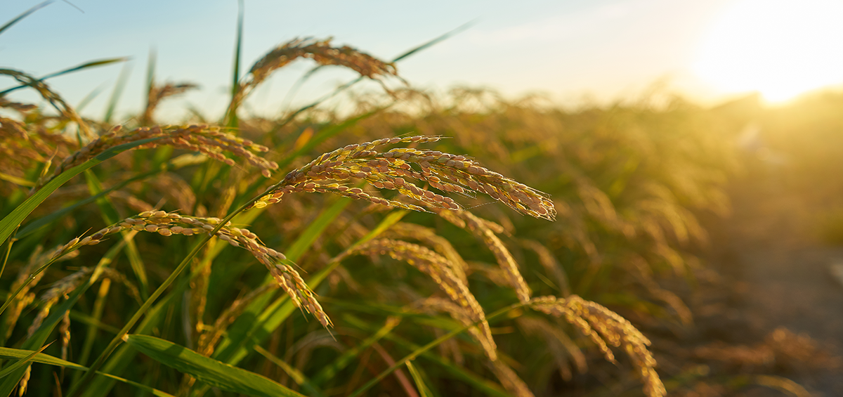 Thực hành trang trại bền vững cho canh tác lúa