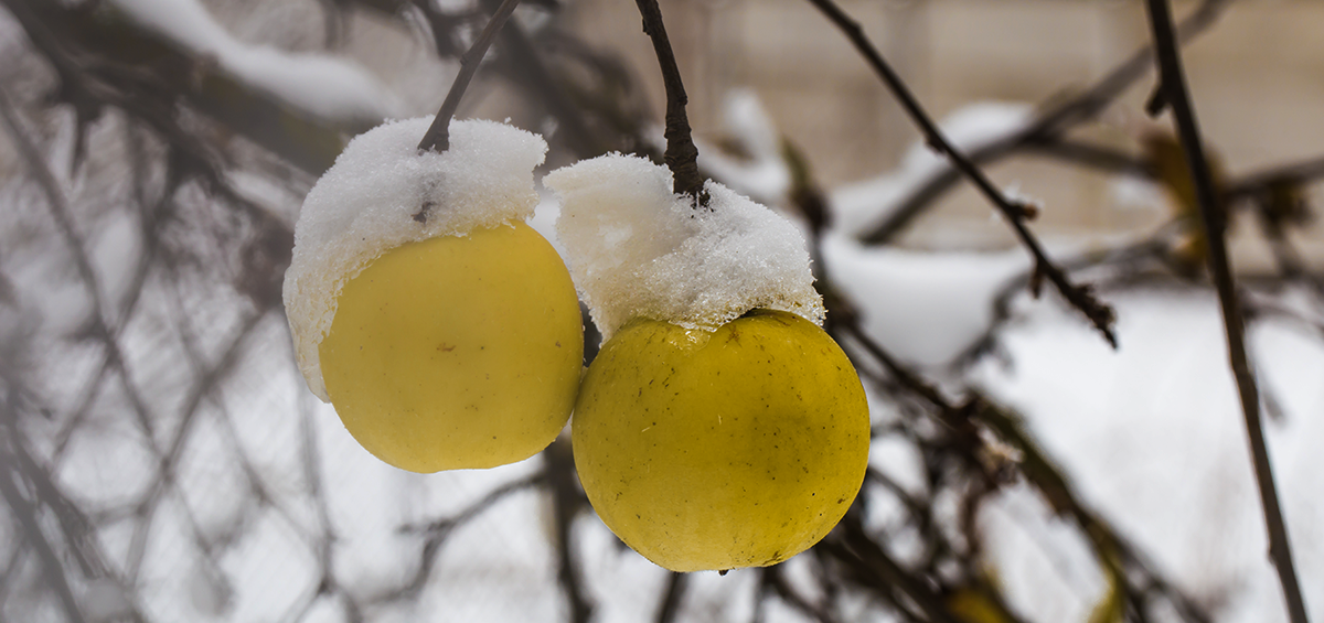 Chăm sóc cây ăn quả vào mùa đông