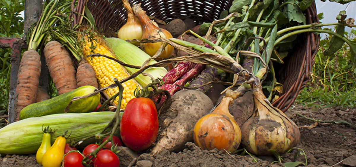 5 yếu tố hàng đầu để giảm thiểu tổn thất thực phẩm trong kho
