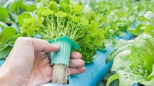 Trà Vinh người dân trồng rau thủy canh đem lại năng suất cao