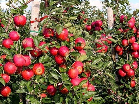 Biến thể gien giúp tăng sản lượng táo