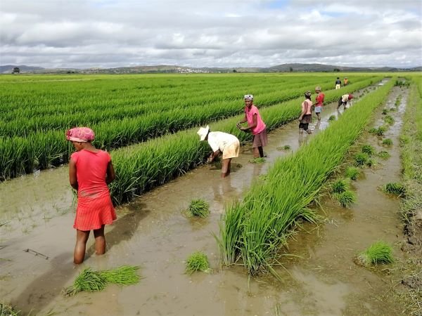 FAO: Giá lương thực thế giới phục hồi trong tháng 7