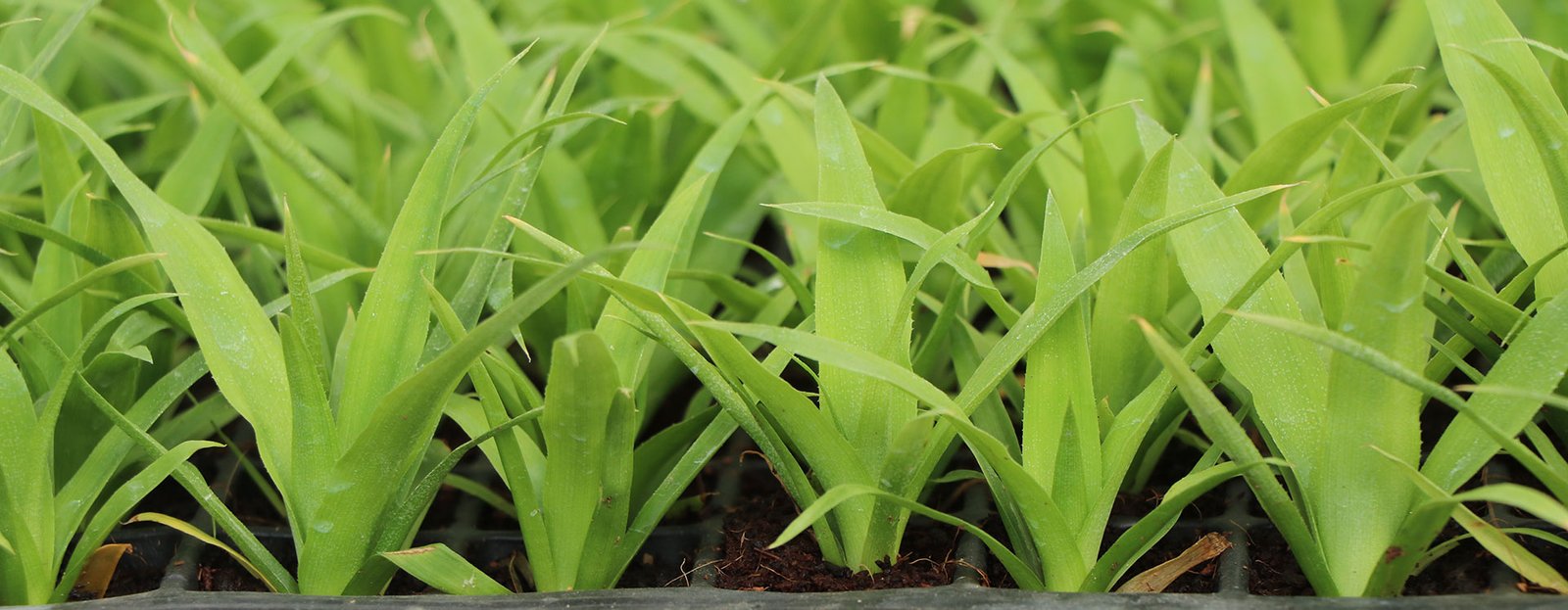 Quản lý sâu bệnh hại dứa MD2 thường gặp và biện pháp phòng trừ hiệu quả