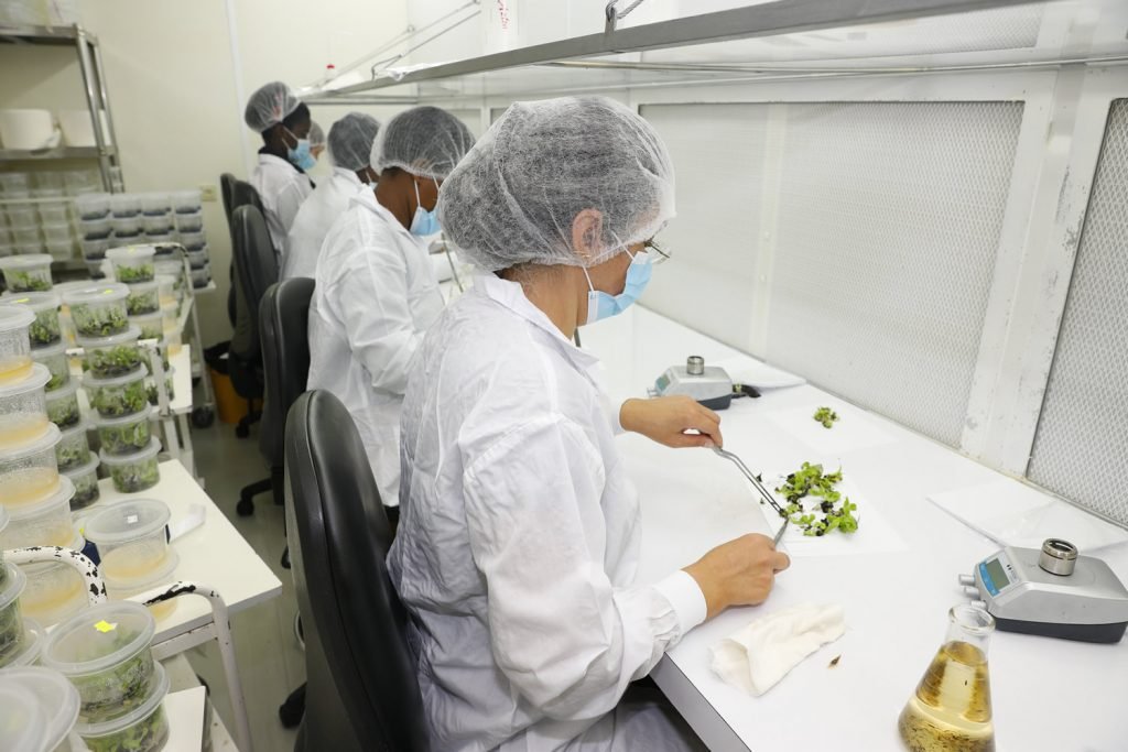 Phân tích Hiệu quả Kinh tế và Lợi nhuận từ Mô hình Trồng Dứa MD2 Cấy mô