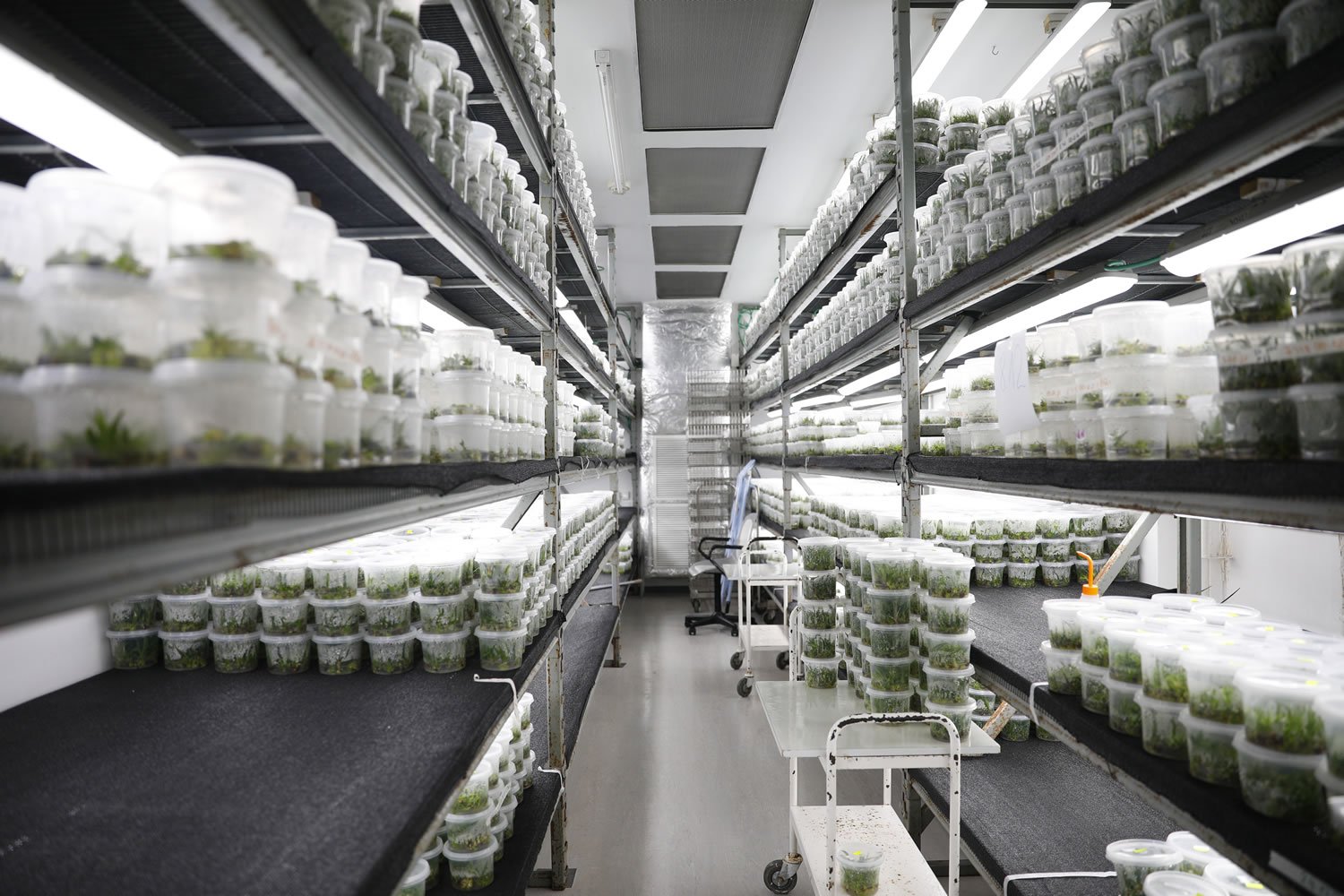 Mua giống F1 dứa MD2 chất lượng ở đâu? Địa chỉ cung cấp uy tín toàn quốc