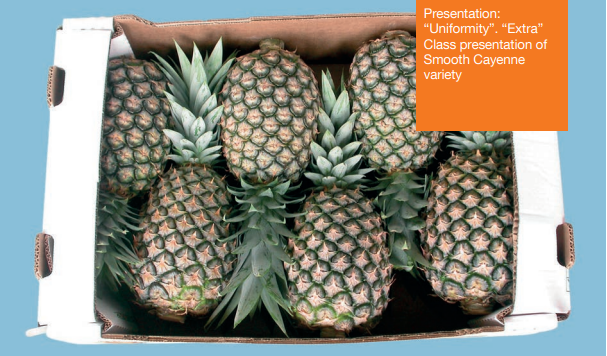 Dứa MD2: “Siêu thực phẩm” vàng cho hệ tiêu hóa khỏe mạnh