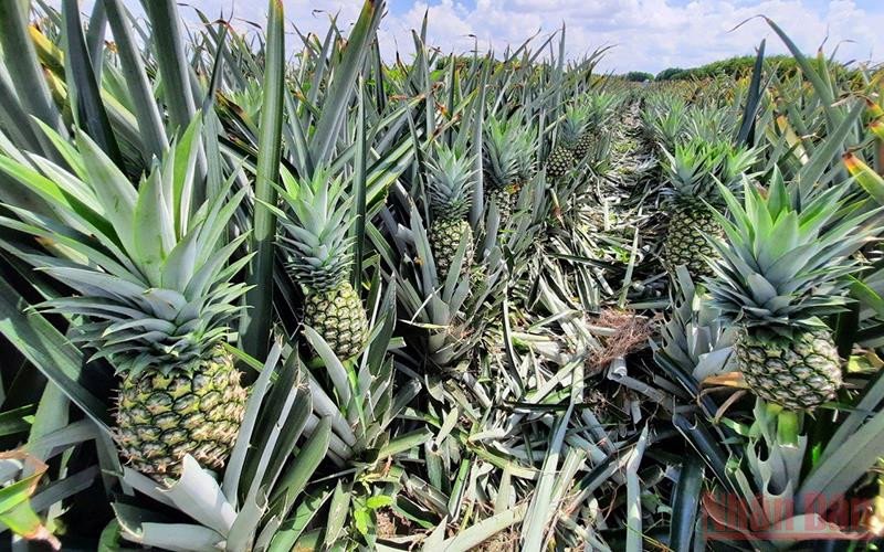 Tổng quan về Dứa MD2: Giống Dứa “Vua” và Tiềm năng tại Thị trường Việt Nam