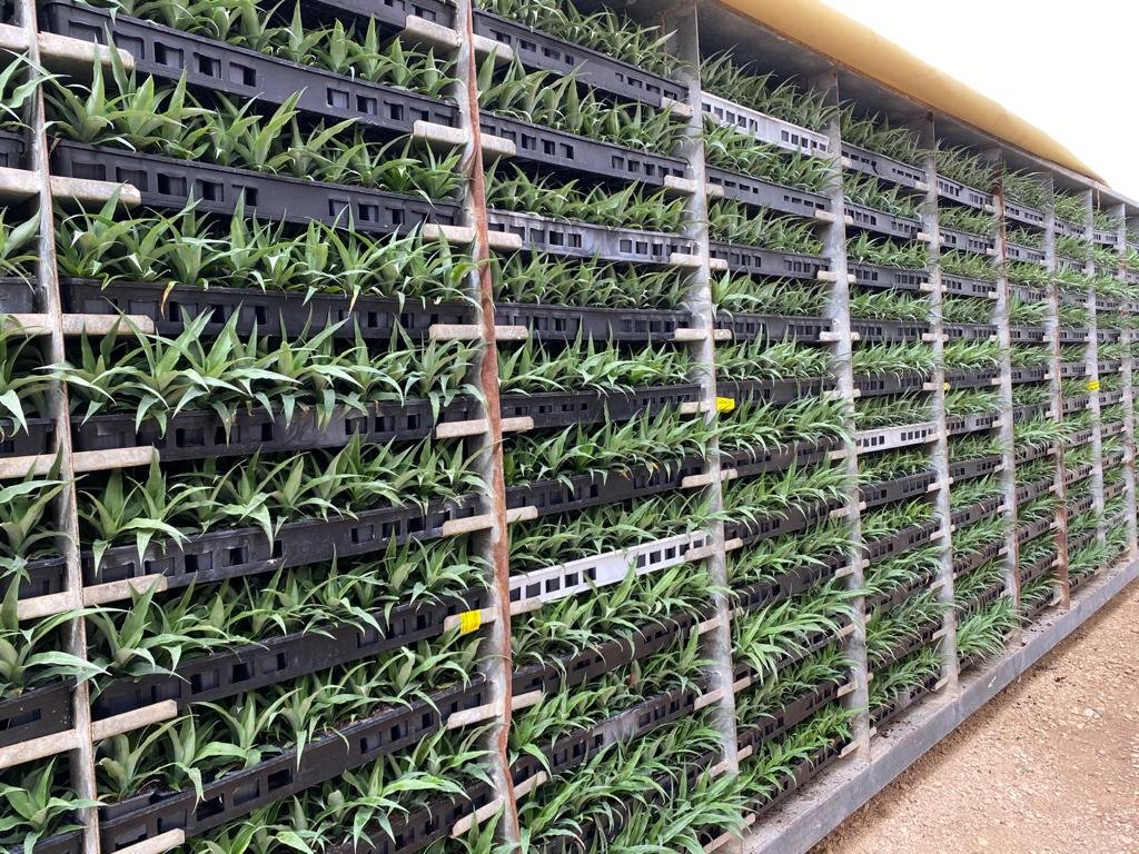 Các Tiêu chuẩn Đánh giá Chất lượng Cây giống Dứa MD2 Cấy mô xuất vườn