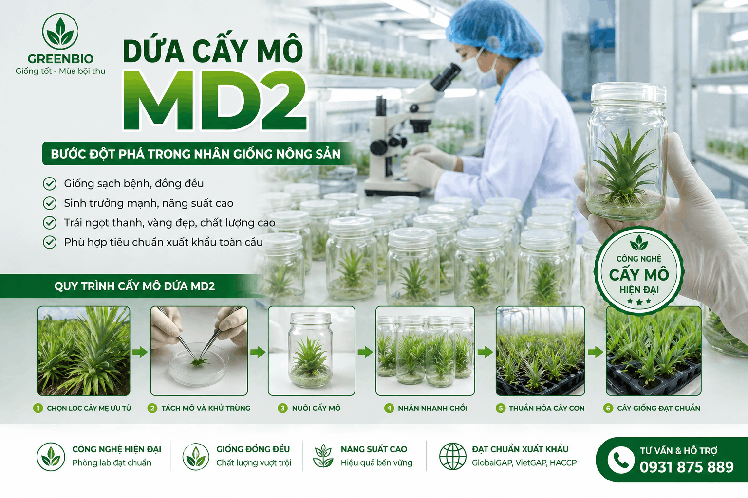 Dứa cấy mô MD2: Bước đột phá trong nhân giống nông sản hiện đại