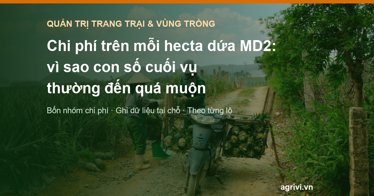 Chi phí trên mỗi hecta dứa MD2: vì sao con số cuối vụ thường đến quá muộn