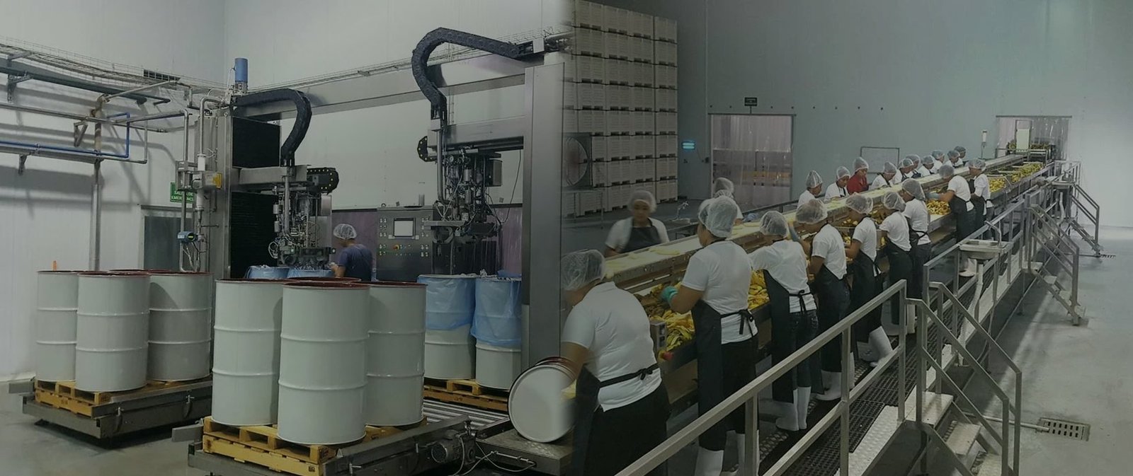 Máy chiết rót vô trùng puree vào phuy và dây chuyền bóc vỏ, sơ chế chuối trong nhà máy chế biến puree chuối